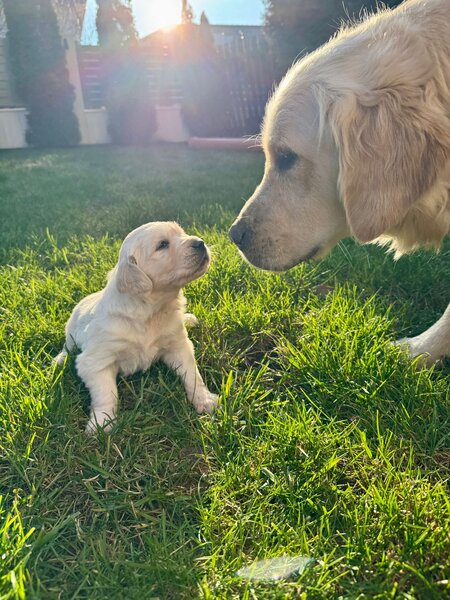Pui Golden Retriever
