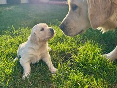 Pui Golden Retriever