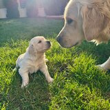 Pui Golden Retriever