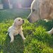 Pui Golden Retriever