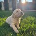 Pui Golden Retriever
